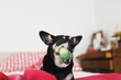 © Laura Stolfi/Stocksy - Dog having fun with her frog shaped ball on bed in sunny bedroom