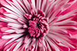 © Kerry Murphy/Stocksy - Macro of center of pink mum flower