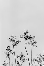 Black And White Branches With Seed Pods