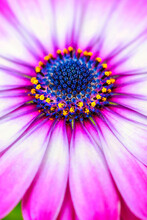 Osteospermum