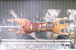 © Gillian Vann/Stocksy - whole lamb roasting on a spit bbq