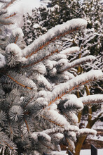 Pine Tree Covered By Snow