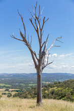 Skeleton Of Dead Tree With Wooded Hills In Background