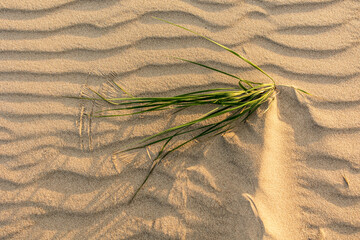 Canvas Print - .Wavy sea sand background