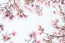 Magnolia Blossoms In Full Bloom, Framing The Sky