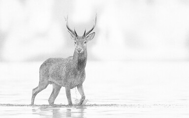 Fototapete - Deer buck (Cervus elaphus) sketch