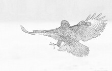 Common Buzzards (Buteo Buteo) Sketch