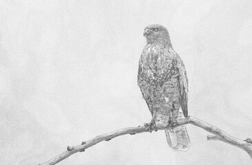 Wall Mural - Common buzzard (Buteo buteo) sketch