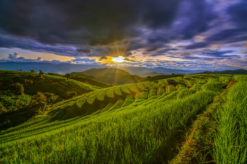 Sticker - Green paddy field with beautiful sunset background, Rice field and sky background at sunset time