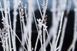 © Sonja Lekovic/Stocksy - winter frost on plants background