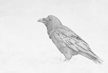 Wall Mural - Raven (Corvus corax) sketch image