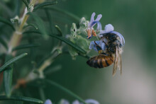 Native Bee On Rosemary Plant