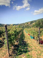 Poster - Grape harvest in Tuscany