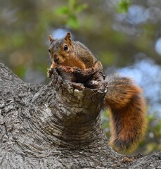 An eastern fox squirrel (Sciurus niger) crouches on a limb of an ancient oak tree in Pinto Lake County Park in California