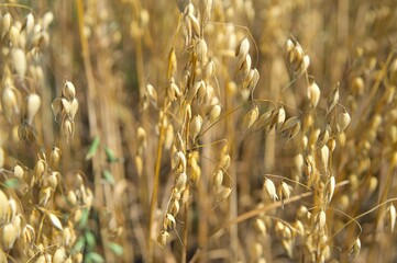 Oat field