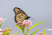 Monarch Butterfly On A Common Milkweed Flower