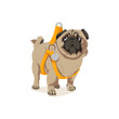 Cute pug dog pet in harness. Adorable friendly purebred chubby pet animal wearing leather accessory cartoon vector illustration isolated on white background