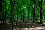 Fototapeta Na ścianę - green trees in the forest behind the farm