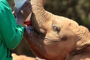 Orphan young elephant receiving his Breakfast at animal orphanage 