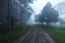 Natural Background Of Empty Route And Journey Amidst The Pine Forest And Misty In Rainy Season At Phu Hin Rong Kla National Park, Pitsanulok Province In Thailand.