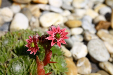 Wall Mural - Sempervivum tectorum