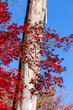 © sigmaphoto - 青空と白い幹と真っ赤な紅葉