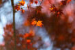 © sigmaphoto - オレンジ色に色づいた紅葉