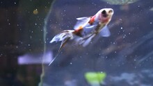 朱文金  金魚 接写 4K / Shubunkin. Single Tailed Fancy Goldfish Swimming In The Aquarium. Close Up Shot. 4K