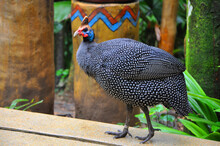 The Helmeted Guineafowl (Numida Meleagris) Or Original Fowl Bird, Native African Bird With Beautiful Spotted Plumage