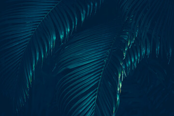 tropical palm leaves, dark blue nature background