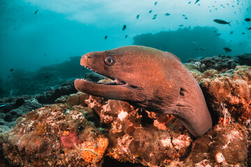 Moray eel among colorful coral reef surrounded by tropical fish in clear blue water, Maldives, Indian Ocean