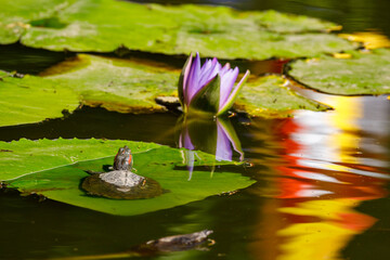 turtle in a pond of the jungle of Cuc Phuong in Vietnam
