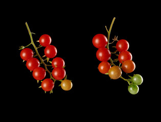 Wall Mural - branch with red ripe cherry tomato on a black background, autumn harvest