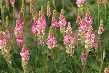 Wall Mural - soft focus of pink sainfoin flowers blooming at a field