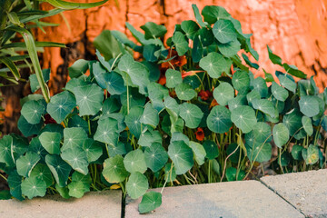 Wall Mural - a bunch of Nasturtium leaves blocking out the blossoms in the back garden