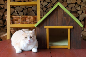 A red cat is sitting in shed by the wooden pet house on the background firewood.