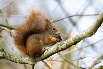 Wall Mural - curious red squirrel, sciurus vulgaris, biting cone on branch in autumn nature. little animal with b