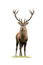 Curious Red Deer, Cervus Elaphus, Stag Looking Into Camera Isolated On White Background. Majestic Male Mammal With Strong Antlers Standing On Green Grass From Front View Cut Out On Blank.