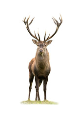 Wall Mural - curious red deer, cervus elaphus, stag looking into camera isolated on white background. majestic ma