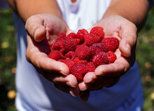 Ripe And Juicy Raspberries In A Girl's Hand On A Sunny Summer Day.