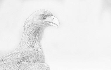 Fototapete - White tailed eagle (Haliaeetus albicilla) sketch
