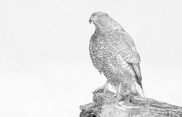 Wall Mural - Northern goshawk (Accipiter gentilis) sketch