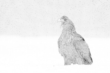 Fototapete - White tailed eagle (Haliaeetus albicilla) sketch