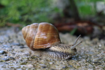 Snail