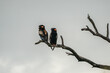 A pair of Bateleur sitting on a branch at sunrise in Kruger NP,