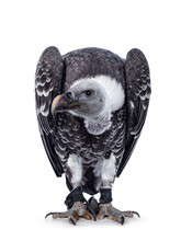 Young Adult Rüppell's Griffin Vulture  Sitting Full Body Facing Front. Head Down And Turned To The Side. Isolated On White Background.