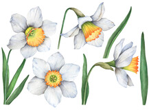 Watercolor Set Of Daffodils, Hand Drawn Spring Flowers Isolated On A White Background.