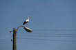 beautiful white stork sitting on a lighthouse against a background of blue sky