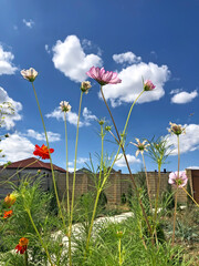 Wall Mural - Colorful kosmeya flowers against the blue sky in the garden near the house. Summer mood in the garden. Landscaping of the local area.