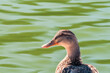 Close-up on the head of a duck sitting on the bank of the lake